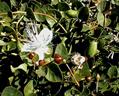 Capparis spinosa
